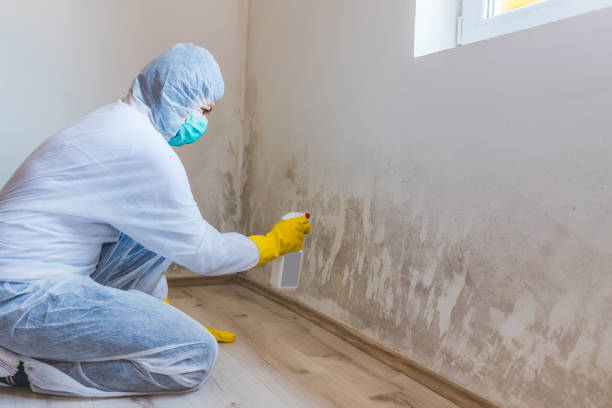 Licensed Crawl Space Mold Removal service in Woodville, VA - WQB Mold Removal