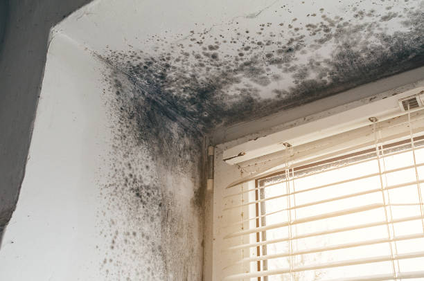 Affordable Crawl Space Mold Removal solutions in Woodville, VA